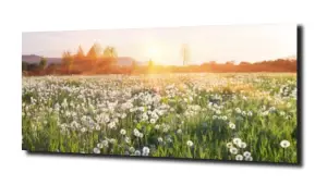 obraz na szkle Łąka dmuchawce kwiaty 