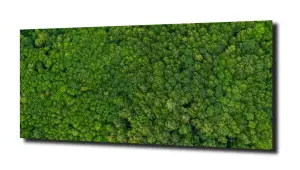 obraz na szkle, Panel szklany Las 12 