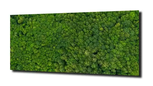obraz na szkle, Panel szklany Las 12 