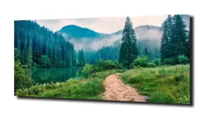 obraz na szkle, Panel szklany Las 40 