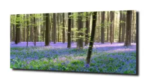 obraz na szkle, Panel szklany Las 41 