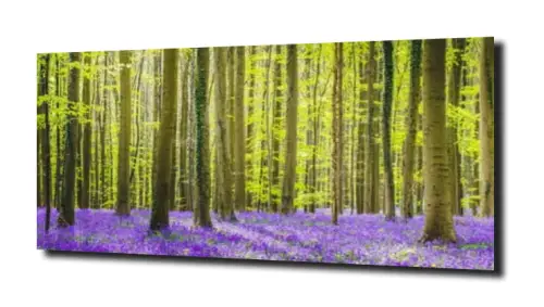 obraz na szkle, Panel szklany Las 42 