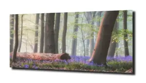 obraz na szkle, Panel szklany Las 43 