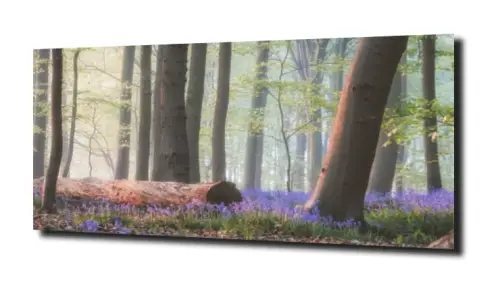 obraz na szkle, Panel szklany Las 43 