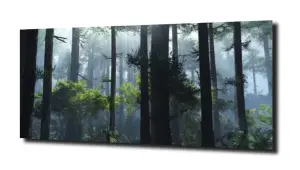 obraz na szkle, Panel szklany Las 49 