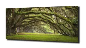 obraz na szkle, Panel szklany Las 54 