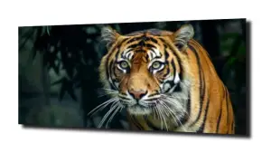obraz na szkle Tygrys zwierzę Afryka 