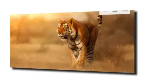 obraz na szkle Tygrys Sawanna Afryka 