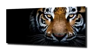 obraz na szkle Tygrys kot zwierzę XL 