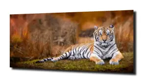 obraz na szkle Tygrys zwierzę Afryka 