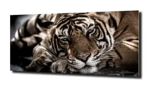 obraz na szkle Tygrys zwierzę Afryka 