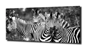 obraz na szkle Zebra Afryka przyroda 