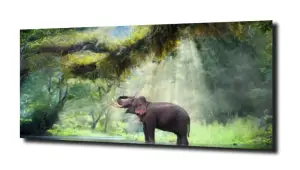 obraz na szkle Słoń promienie słońca 