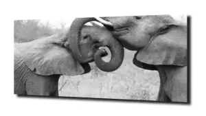 obraz na szkle Słoń zabawa zwierzęta 
