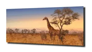 obraz na szkle Żyrafa, niebo, Afryka 