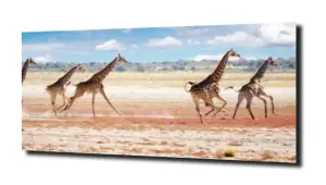 obraz na szkle Żyrafy na sawannie XL 