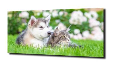 obraz na szkle Kot, kotek husky pies 