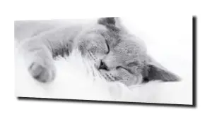 obraz na szkle Kot, kotek brytyjczyk 