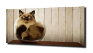 obraz na szkle Kot perski w akwarium 