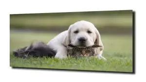 obraz na szkle Kotek pies zwierzeta  