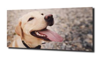 obraz na szkle Labrador pies zwierzę 