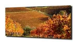 obraz na szkle Toskana łąka winnica 