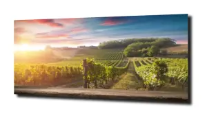 obraz na szkle Winniczki w Toskanii 