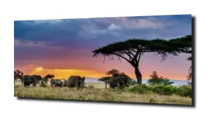 obraz na szkle Słoń zachód słońca   
