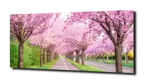 obraz na szkle Różowe kwiaty wiśni  