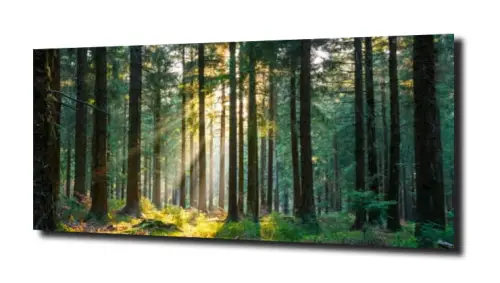obraz na szkle, Panel szklany Las 8 