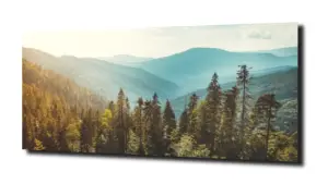 obraz na szkle Las iglasty w górach 