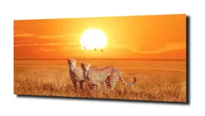 obraz na szkle Gepard zachód słońca 