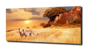 obraz na szkle Gepard zachód słońca 