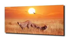 obraz na szkle Gepard zachód słońca 
