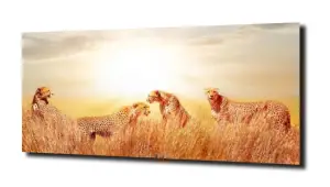 obraz na szkle Gepard zachód słońca 