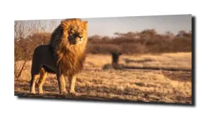 obraz na szkle, Panel szklany Lew 4 