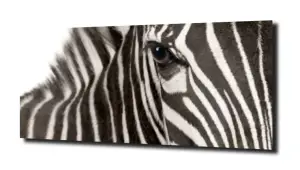 obraz na szkle, Panel szklany Zebra 