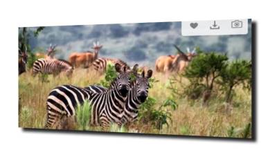 obraz na szkle Zebra rośliny natura 
