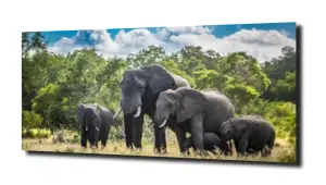 obraz na szkle Słoń natura przyroda 