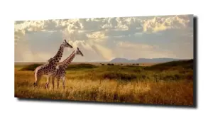 obraz na szkle Żyrafa safari Afryka 