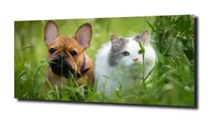 obraz na szkle Buldog francuski kot 