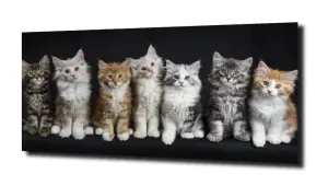 obraz na szkle Kotki koty zwierzęta 