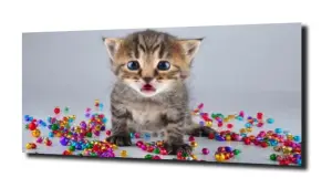 obraz na szkle Kotek kot zwierzątko 