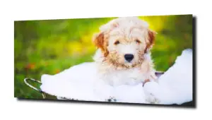 obraz na szkle Pies w kąpieli piana 