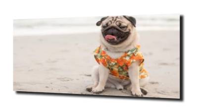 obraz na szkle Mops piesek na plaży 