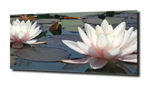 obraz na szkle Lilia wodna 36 duża 