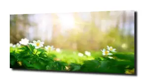 obraz na szkle Kwiaty słońce łąka  