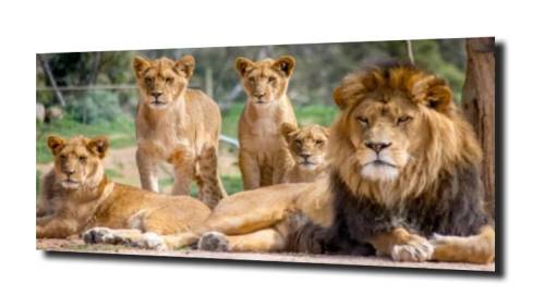 7e5bd9f6fce45a51d868e553c7388dfd