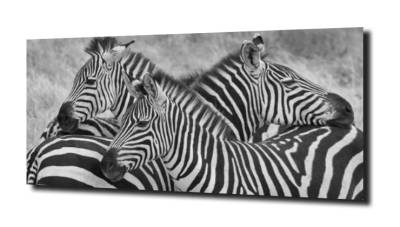 obraz na szkle Zebra przyjaźń dom  