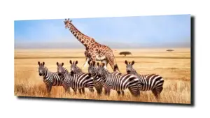 obraz na szkle Żyrafa zebra natura 